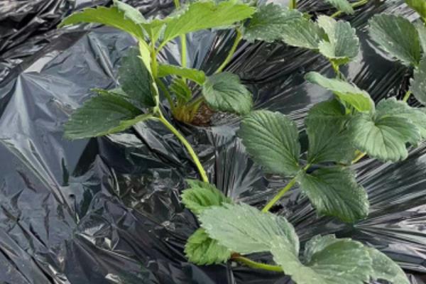 春季怎么管理草莓，气温达到10℃以上可将覆盖物撤除