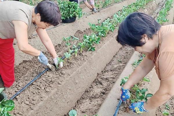 春季怎么管理草莓，气温达到10℃以上可将覆盖物撤除
