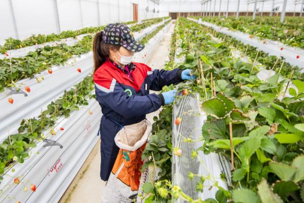 春季怎么管理草莓，气温达到10℃以上可将覆盖物撤除