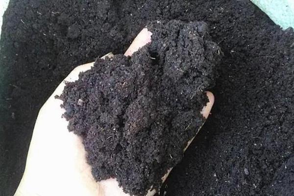 春季怎么管理草莓，气温达到10℃以上可将覆盖物撤除