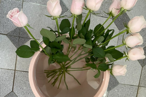醒花的方法，用水浸泡2-4小时