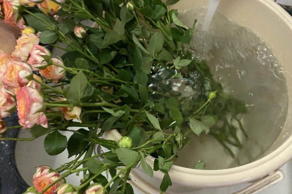 醒花的方法，用水浸泡2-4小时