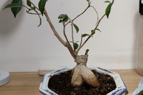 人参榕冬季怎么养护,把温度保持在20℃左右