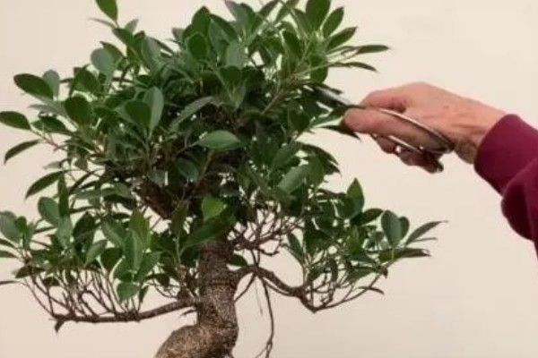 人参榕冬季怎么养护,把温度保持在20℃左右