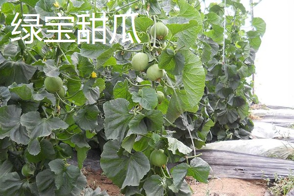 农村养什么可以赚钱,肉兔、黄鳝等动物是适宜选择