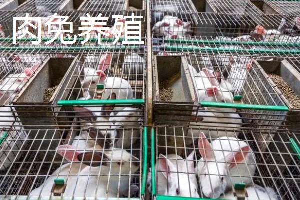 农村养什么可以赚钱,肉兔、黄鳝等动物是适宜选择