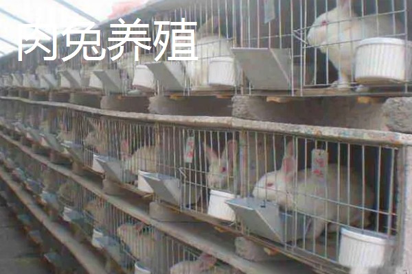 农村养什么可以赚钱,肉兔、黄鳝等动物是适宜选择
