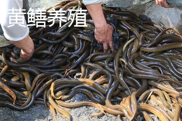 农村养什么可以赚钱,肉兔、黄鳝等动物是适宜选择
