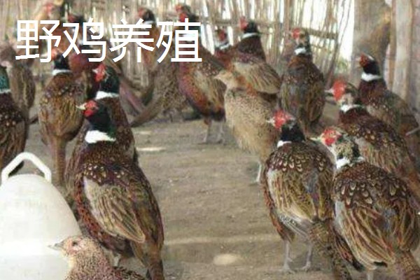 农村养什么可以赚钱,肉兔、黄鳝等动物是适宜选择