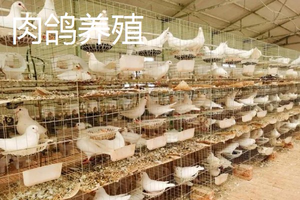 农村养什么可以赚钱,肉兔、黄鳝等动物是适宜选择