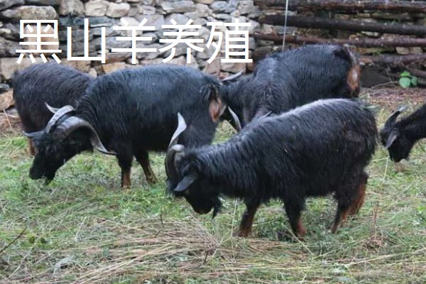 农村养什么可以赚钱,肉兔、黄鳝等动物是适宜选择