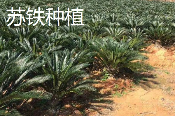 农村养什么可以赚钱,肉兔、黄鳝等动物是适宜选择