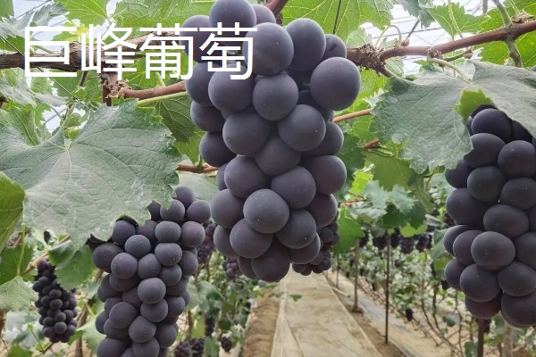 农村养什么可以赚钱,肉兔、黄鳝等动物是适宜选择
