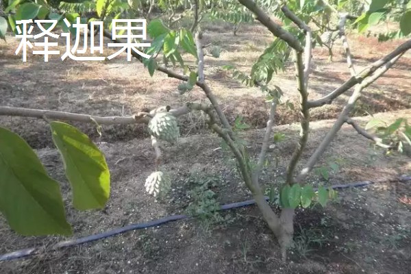 农村养什么可以赚钱,肉兔、黄鳝等动物是适宜选择