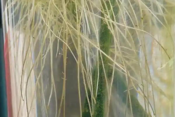麒麟花的养殖方法,生长季节每隔半个月追肥一次