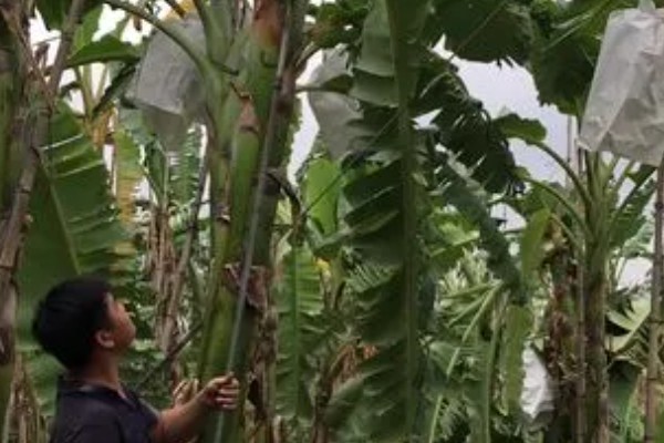种香蕉需要挖多深,深度在0.5-1米之间即可
