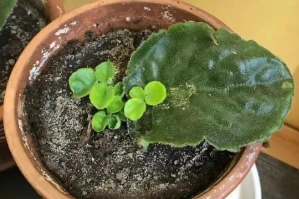 紫罗兰如何施肥，进入生长旺季后每隔两周施肥一次