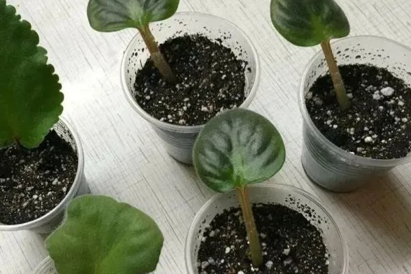 紫罗兰如何施肥，进入生长旺季后每隔两周施肥一次