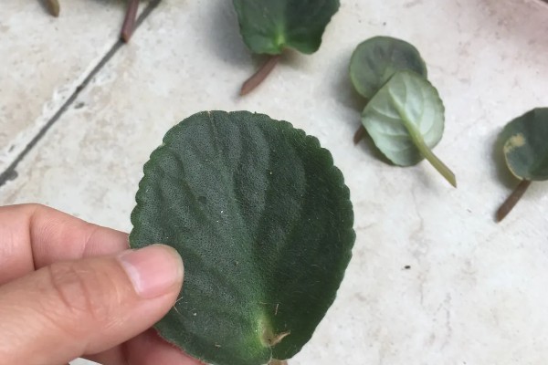 紫罗兰如何施肥，进入生长旺季后每隔两周施肥一次
