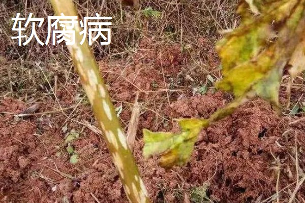 魔芋出苗后能不能移栽,适合在晴天下午4-5点栽种