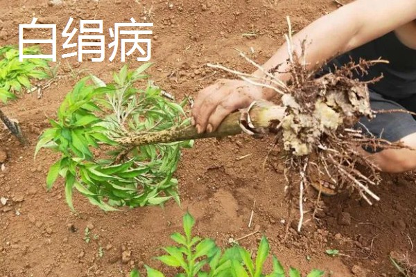 魔芋出苗后能不能移栽,适合在晴天下午4-5点栽种