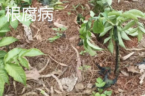 魔芋出苗后能不能移栽,适合在晴天下午4-5点栽种
