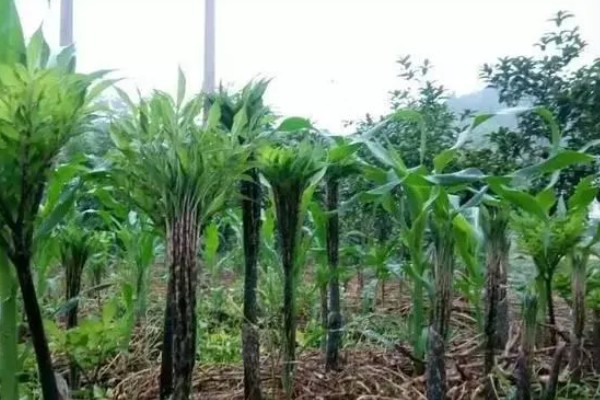 魔芋出苗后能不能移栽,适合在晴天下午4-5点栽种
