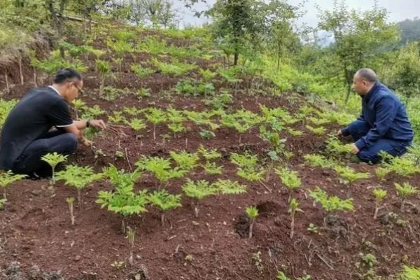 魔芋出苗后能不能移栽,适合在晴天下午4-5点栽种