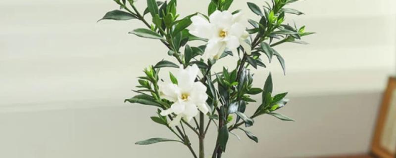 栀子花是否耐阴，耐半阴不耐强光直射