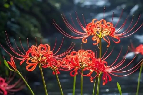 彼岸花能不能在家养殖,室内通风差容易发生病虫害