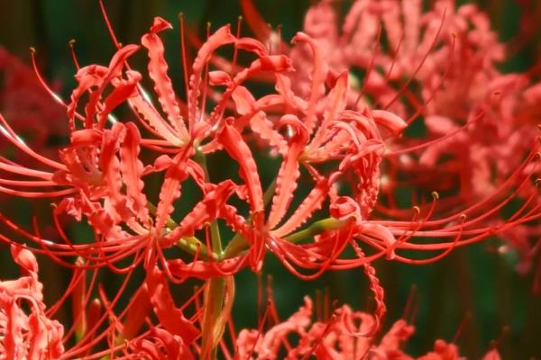 彼岸花能不能在家养殖,室内通风差容易发生病虫害