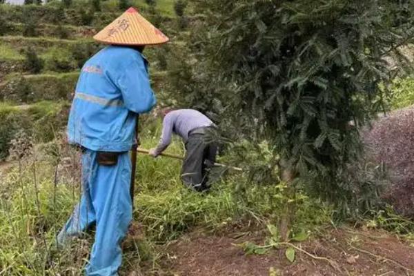种植香榧的条件,适合在长江以南温润的地区生长