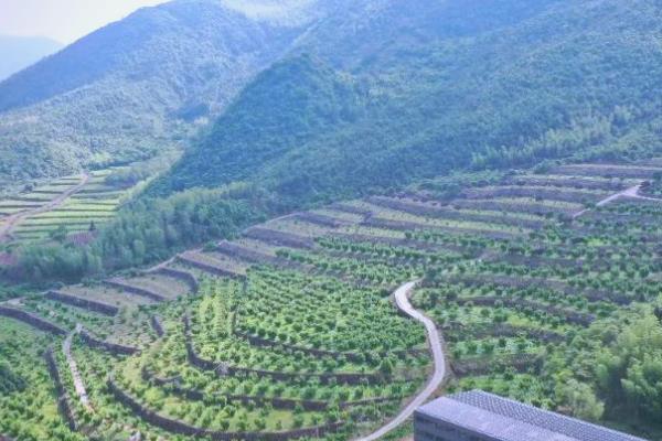 种植香榧的条件,适合在长江以南温润的地区生长