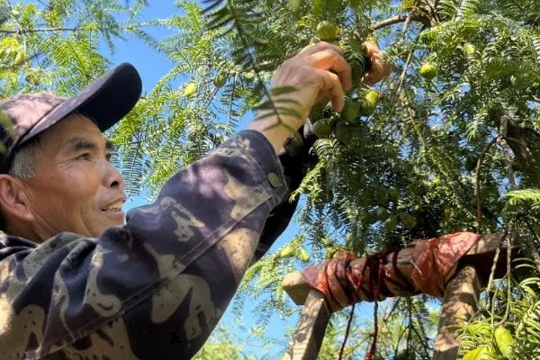 种植香榧的条件,适合在长江以南温润的地区生长