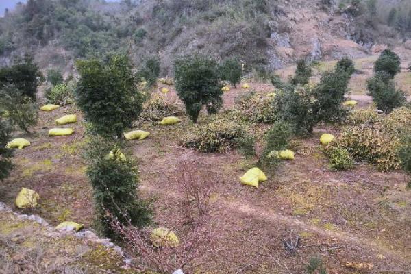 种植香榧的条件,适合在长江以南温润的地区生长