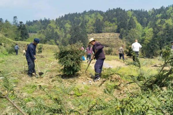 种植香榧的条件,适合在长江以南温润的地区生长