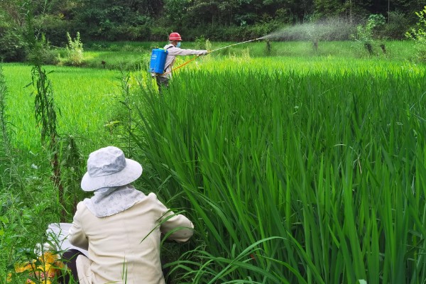 二甲四氯钠的防治对象,可防治稗草、眼子菜、牛毛草等一年生杂草