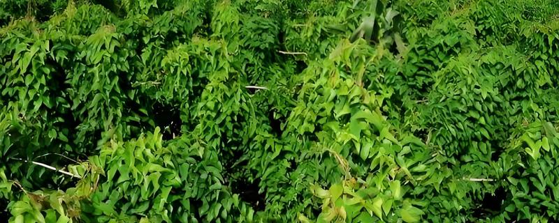 山药和淮山的区别，外观、品质、产地等方面都不同