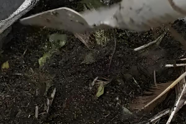 农家肥为什么要腐熟,未腐熟的农家肥有大量的病菌虫卵