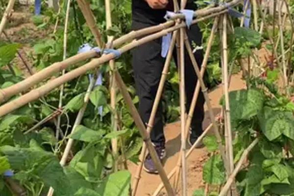 扁豆如何种植,在每年的夏季进行露地种植