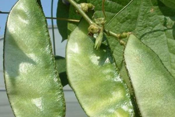 扁豆如何种植,在每年的夏季进行露地种植