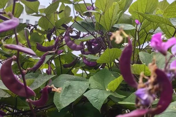 扁豆如何种植,在每年的夏季进行露地种植