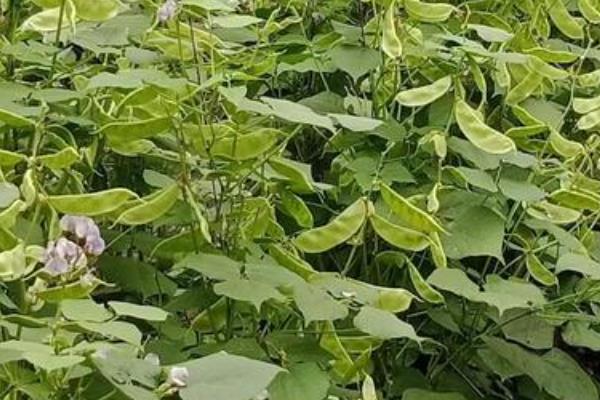 扁豆如何种植,在每年的夏季进行露地种植