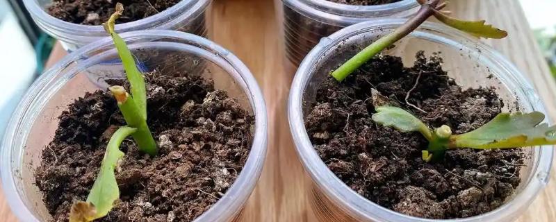 长寿花扦插后怎么养护，每天提供6小时的光照