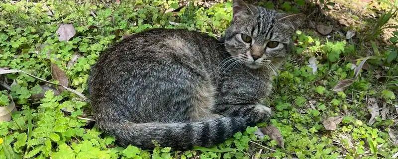 猫走丢了怎么找回来，可在附近的车底、绿化带等地方寻找