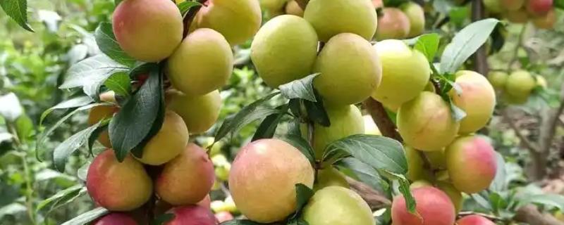 李子的成熟时间，一般是6-9月份左右