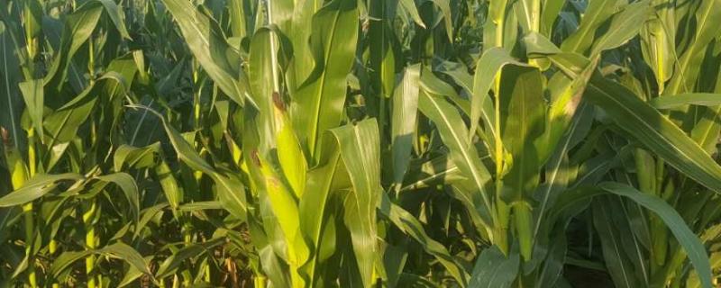云糯10号玉米种子简介，糯玉米品种