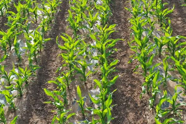 云糯10号玉米种子简介，糯玉米品种