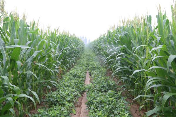 金谷1881玉米品种的特性，注意防治地下害虫