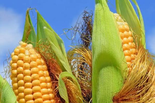 金谷1881玉米品种的特性，注意防治地下害虫
